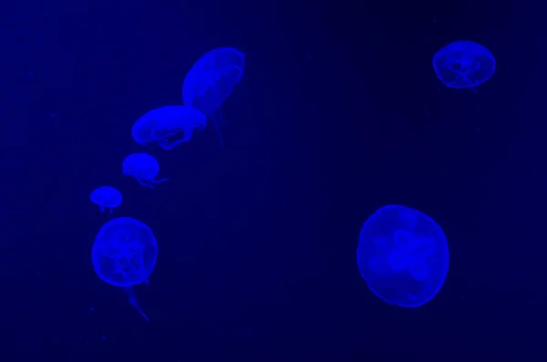 Jellyfish swim in the water. Common jellyfish in aquarium lit by blue light. Sea life in zoo aquarium