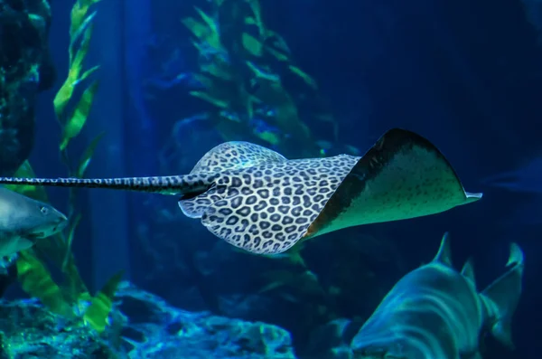 Electric Stingray Swims Algae Shallow Water Electric Stingray Swims Exotic — 图库照片