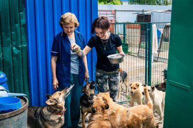 RIVNE, UKRAINE - JUNE 21, 2022. Lonely dogs in cage with volunteers. Animal shelter volunteers takes care of dogs. Dogs at the shelter. 