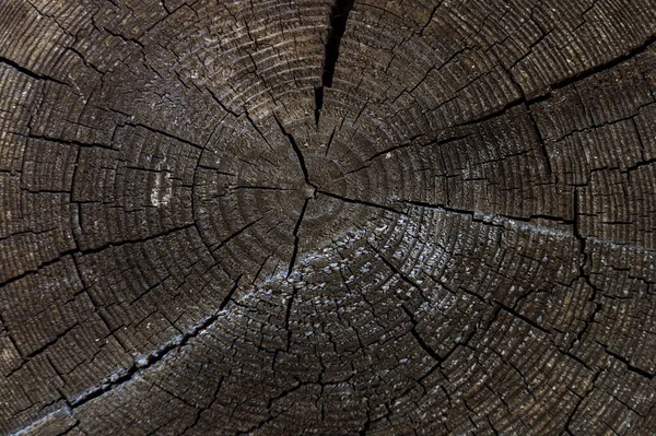 Holz Schneiden Textur Grobe Organische Baumringe Mit Nahaufnahme Des Endkorns — Stockfoto