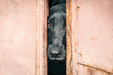 Dog in animal shelter waiting for adoption. Portrait of black homeless dog in animal shelter cage. Kennel dogs locked