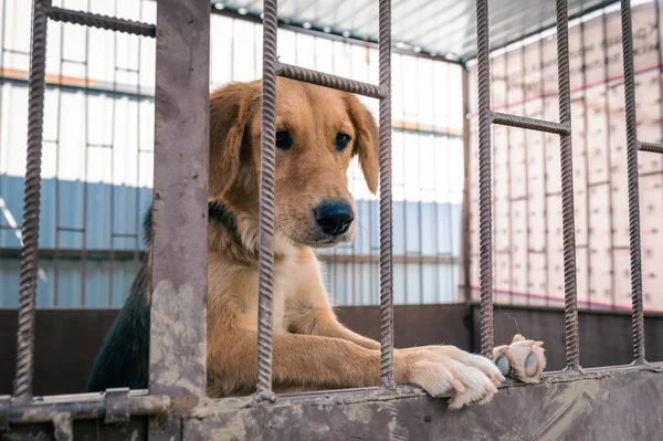 Dog in animal shelter waiting for adoption. Portrait of red homeless dog in animal shelter cage. Kennel dogs locked