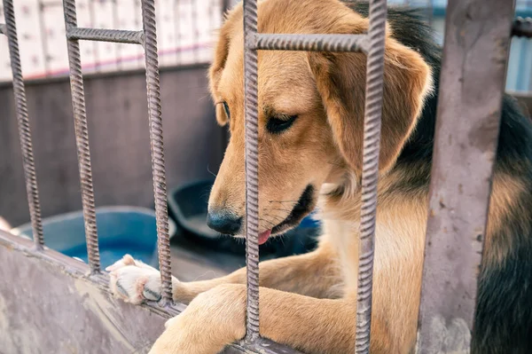 Dog in animal shelter waiting for adoption. Portrait of red homeless dog in animal shelter cage. Kennel dogs locked