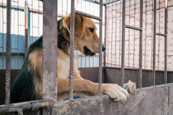 Dog in animal shelter waiting for adoption. Portrait of red homeless dog in animal shelter cage. Kennel dogs locked