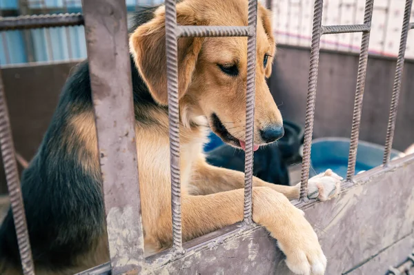 Dog in animal shelter waiting for adoption. Portrait of red homeless dog in animal shelter cage. Kennel dogs locked