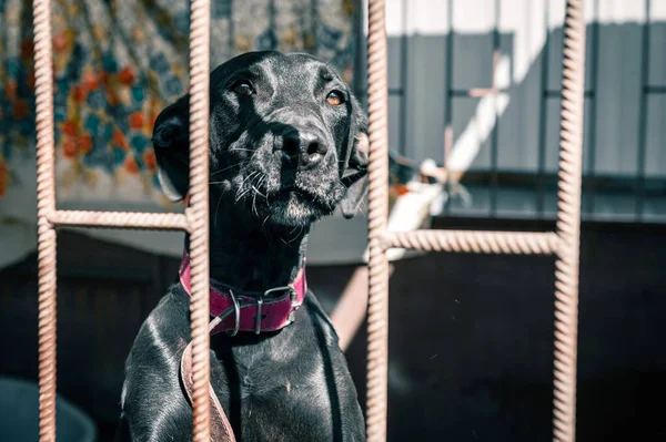 Dog in animal shelter waiting for adoption. Portrait of black homeless dog in animal shelter cage. Kennel dogs locked