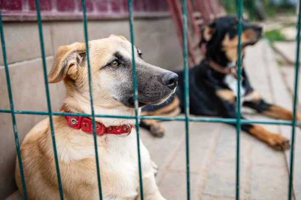 Dog in animal shelter waiting for adoption. Portrait of red homeless dog in animal shelter cage. Kennel dogs locked