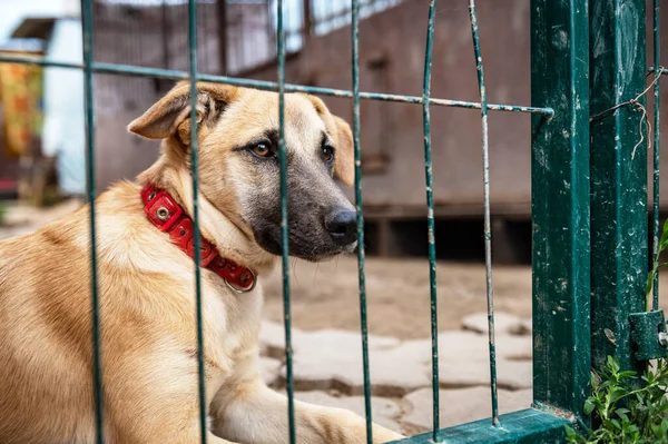 Dog in animal shelter waiting for adoption. Portrait of red homeless dog in animal shelter cage. Kennel dogs locked