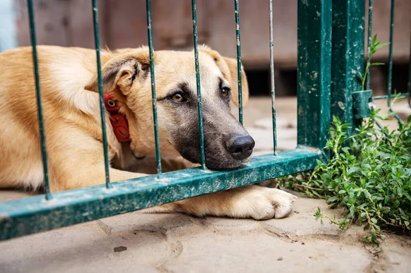 Dog in animal shelter waiting for adoption. Portrait of red homeless dog in animal shelter cage. Kennel dogs locked