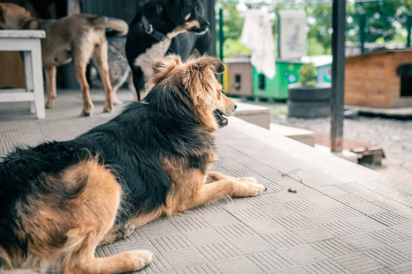 Dog in animal shelter waiting for adoption. Portrait of homeless dog in animal shelter cage. Kennel dogs locked