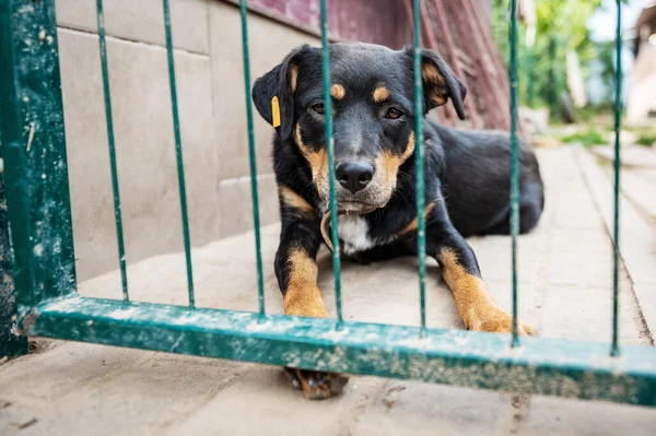 Dog in animal shelter waiting for adoption. Portrait of black homeless dog in animal shelter cage. Kennel dogs locked