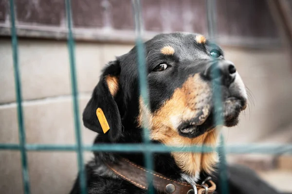 Dog in animal shelter waiting for adoption. Portrait of black homeless dog in animal shelter cage. Kennel dogs locked