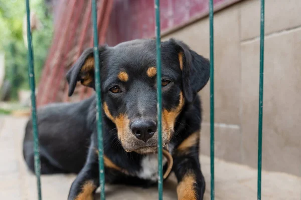 Dog in animal shelter waiting for adoption. Portrait of black homeless dog in animal shelter cage. Kennel dogs locked