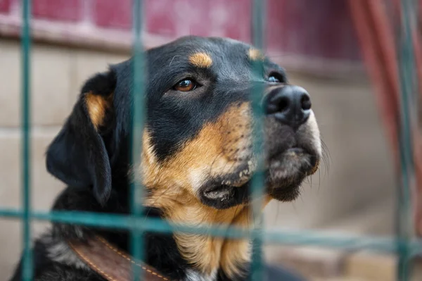 Dog in animal shelter waiting for adoption. Portrait of black homeless dog in animal shelter cage. Kennel dogs locked