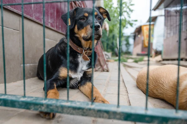 Dog in animal shelter waiting for adoption. Portrait of black homeless dog in animal shelter cage. Kennel dogs locked