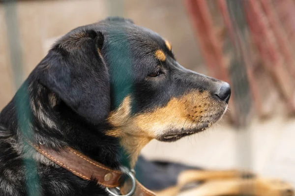 Dog in animal shelter waiting for adoption. Portrait of black homeless dog in animal shelter cage. Kennel dogs locked