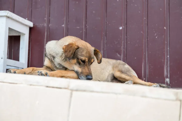 Dog in animal shelter waiting for adoption. Portrait of homeless dog in animal shelter cage. Kennel dogs locked