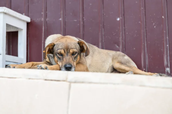 Dog in animal shelter waiting for adoption. Portrait of homeless dog in animal shelter cage. Kennel dogs locked