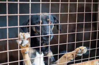 Homeless dog behind bars in a shelter. Dog in animal shelter waiting for adoption. Portrait of homeless dog in animal shelter cage. 