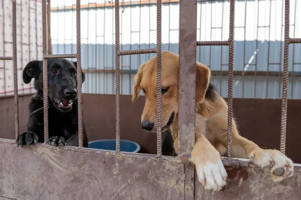 Homeless Dog Bars Shelter Dog Animal Shelter Waiting Adoption Portrait — Foto de Stock