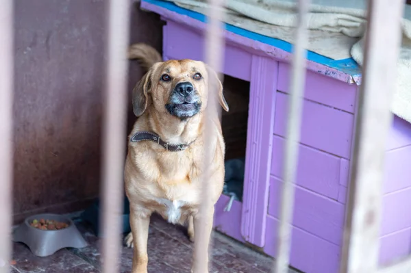 Homeless dog behind bars in a shelter. Dog in animal shelter waiting for adoption. Portrait of homeless dog in animal shelter cage.