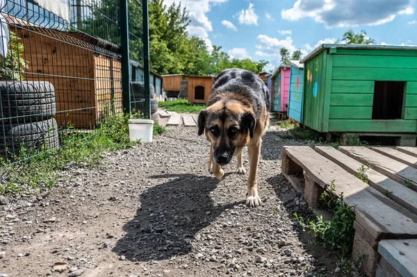 Portrait of homeless dog in animal shelter cage. Homeless dog waiting for adoption.