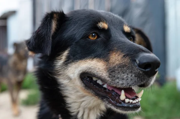 Portrait of homeless dog in animal shelter cage. Homeless dog waiting for adoption.