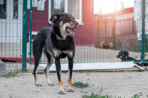 Portrait of homeless dog in animal shelter cage. Homeless dog waiting for adoption.