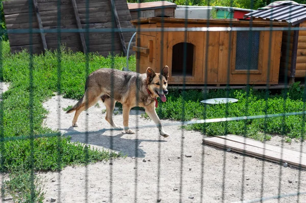 Portrait of homeless dog in animal shelter cage. Homeless dog waiting for adoption.