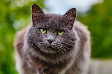 Cat is resting sitting on the fence. Homeless adult cat is lying on the fence. Big green eyes.
