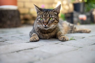 Cute cat is resting in the yard. Cat lies and basks in the sun. The cat is resting on a track in the yard.