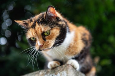 Cat is resting sitting on the fence. Homeless cat is lying on the fence. Big green eyes.