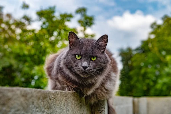 Cat Resting Sitting Fence Homeless Adult Cat Lying Fence Big — Stockfoto