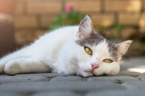 Χαριτωμένη Άσπρη Γάτα Ξεκουράζεται Στην Αυλή Άσπρη Γάτα Ξαπλώνει Και — Φωτογραφία Αρχείου