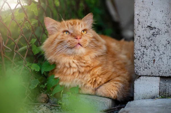 Cute Red Cat Resting Yard Red Cat Lies Basks Sun — Stockfoto