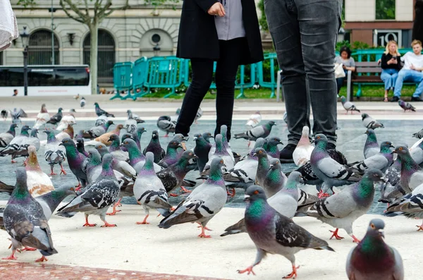 Barcelona Spain May 2018 城市广场上的许多鸽子 走在街上的一群鸽子 一群模糊的鸽子 有选择的重点 — 图库照片