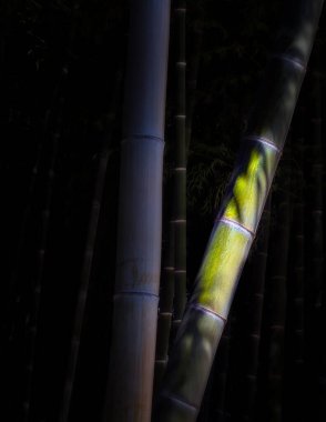 Japonya, Hiroşima 'da bir bahçedeki bambu ağaçlarının gölgesi..