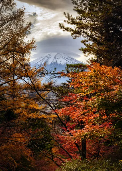 富士吉田付近の森の紅葉と富士山を望む — ストック写真