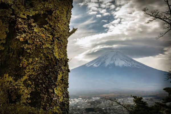 Mossen Groeien Een Bos Boom Met Mount Fuji Stad Fujuyoshida — Stockfoto