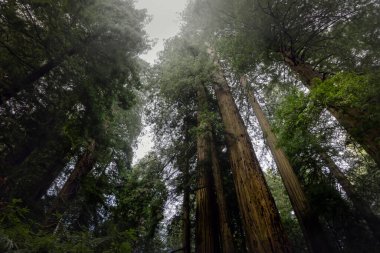 Del Norte Sahili Sekoyaları Eyalet Parkı 'ndaki dev sekoya ağaçlarına bakıyoruz. 101. Cadde' de, aynı zamanda Kuzey Kaliforniya 'daki Redwood Otoyolu olarak da bilinir..