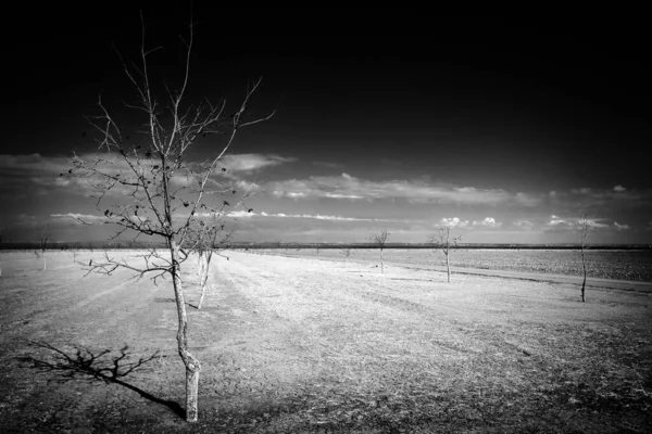 Teksas Paso Nun Güneydoğusundaki San Elizario Teksas Yakınlarındaki Kırsal Bir — Stok fotoğraf