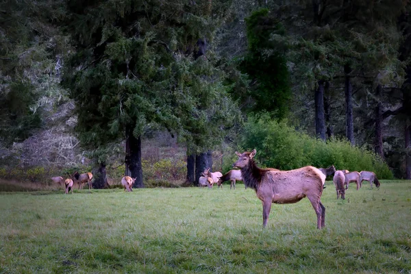 Herd Elk Grazes Field Forest Northern California — Stock Photo, Image