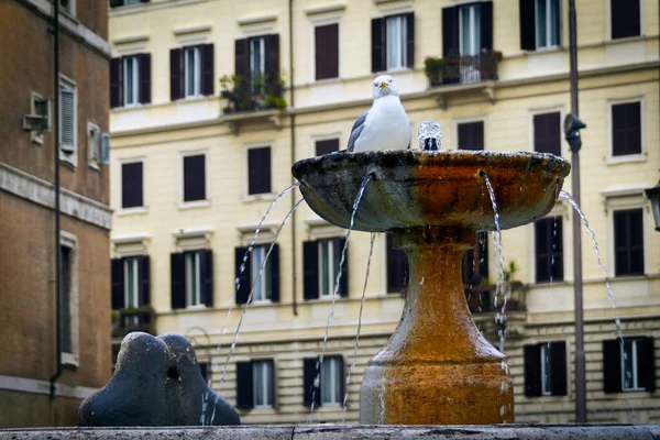 Una Gaviota Baña Una Fuente Cerca Del Centro Roma Italia — Foto de Stock