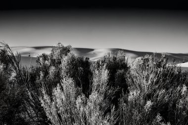 Çöl güneşi, New Mexico Alamogordo yakınlarındaki White Sands Ulusal Parkı 'nda bir bahar akşamı çalılıklarda batar..