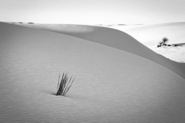 Sun Sets Wind Marked Dunes White Sands National Park — Stock Photo, Image