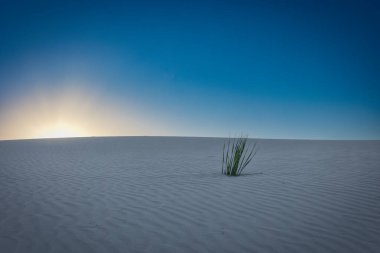 Alamogordo, New Mexico yakınlarındaki White Sands Ulusal Parkı 'nda bir yukka bitkisinin arkasında gün batımı..