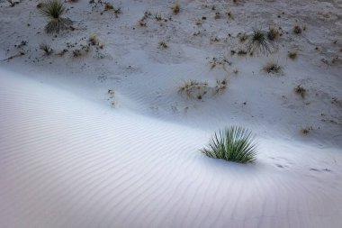 Bir kum tepesinde dururken, New Mexico Alamogordo yakınlarındaki White Sands Ulusal Parkı 'nın dibindeki bir yukka bitkisine bakıyorum..