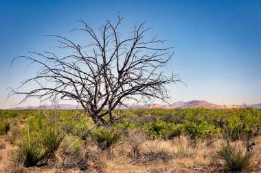 Bulutsuz bir gün ve kurumuş bir ağaç, El Paso, Teksas 'ın doğusunda Horizon City yakınlarında arka planda dağlarla birlikte çöl manzarasında göze çarpıyor..