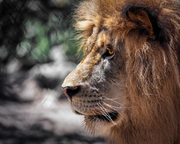 A lion, standing in the sun, stares in to the distance at the San Diego Zoo.