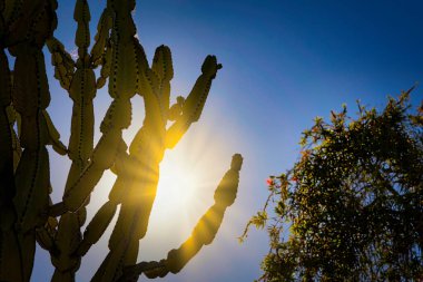 The late afternoon sun shows itself behind a cactus in San Diego, California.